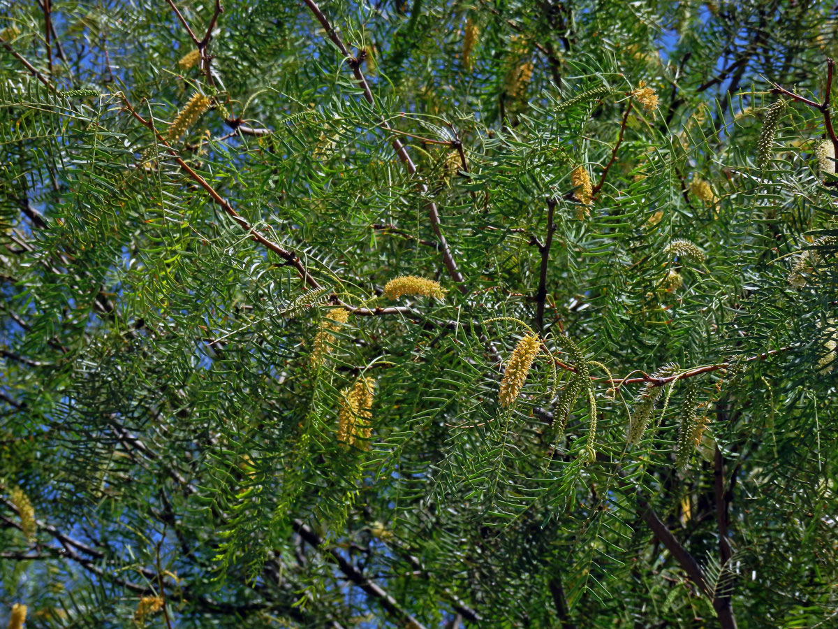 Prosopis glandulosa Torrey