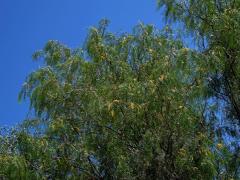 Prosopis glandulosa Torrey