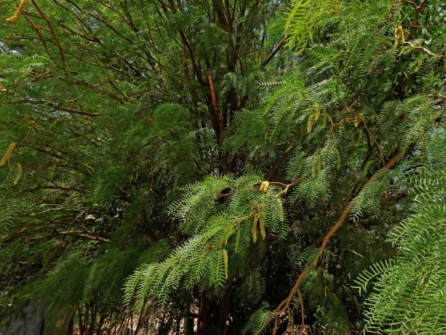 Prosopis glandulosa Torrey