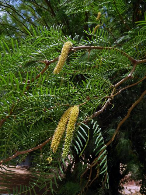 Prosopis glandulosa Torrey