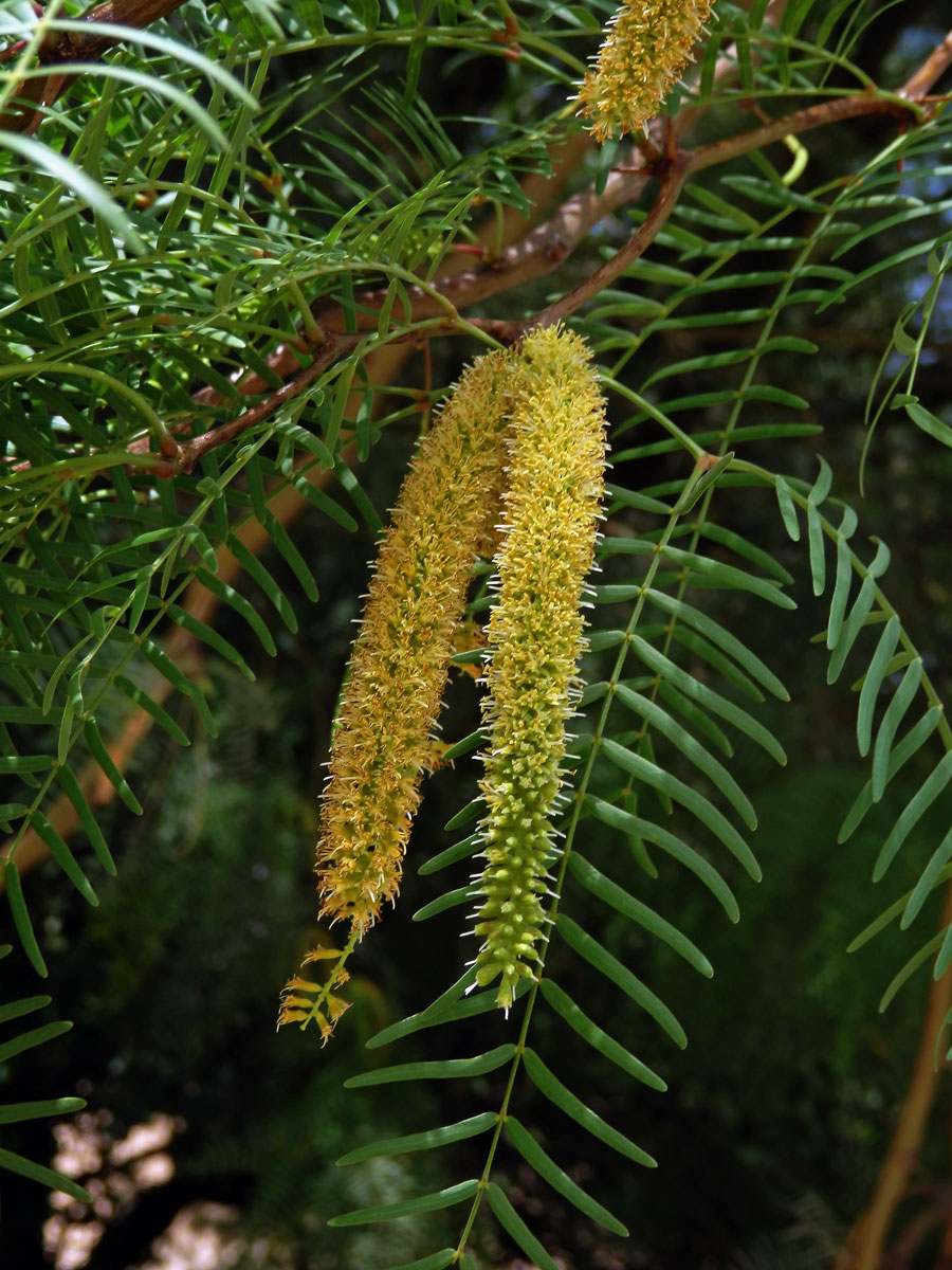 Prosopis glandulosa Torrey