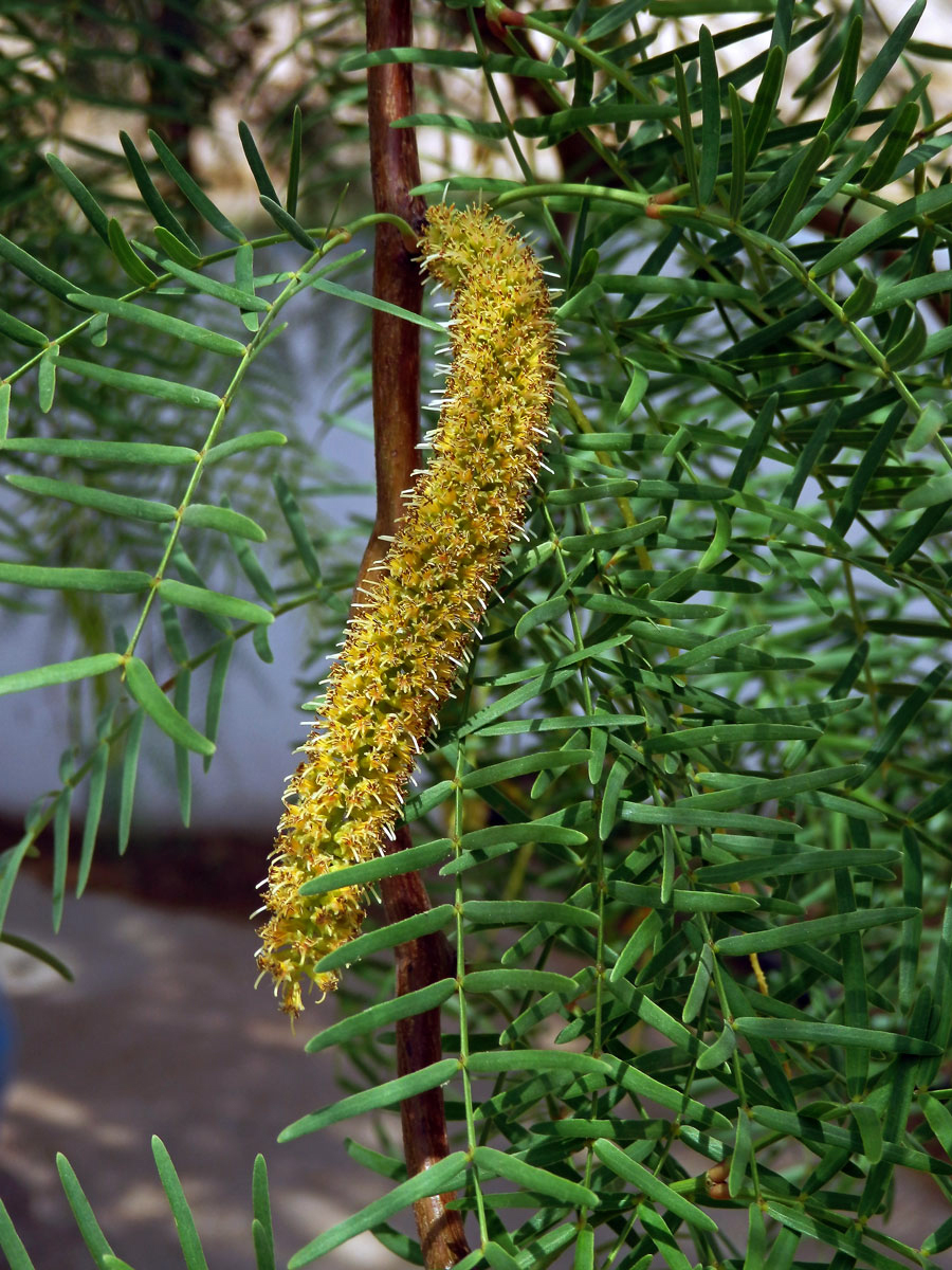 Prosopis glandulosa Torrey