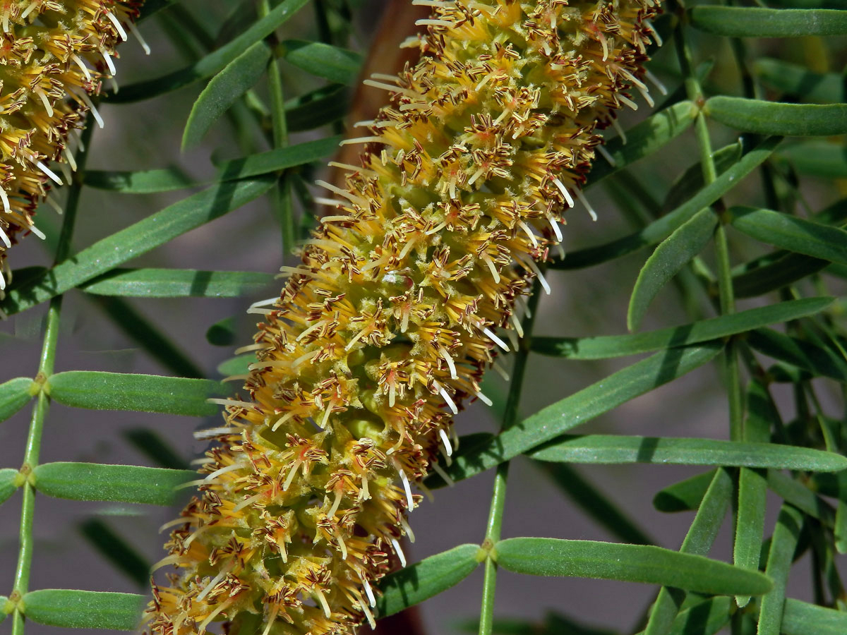 Prosopis glandulosa Torrey