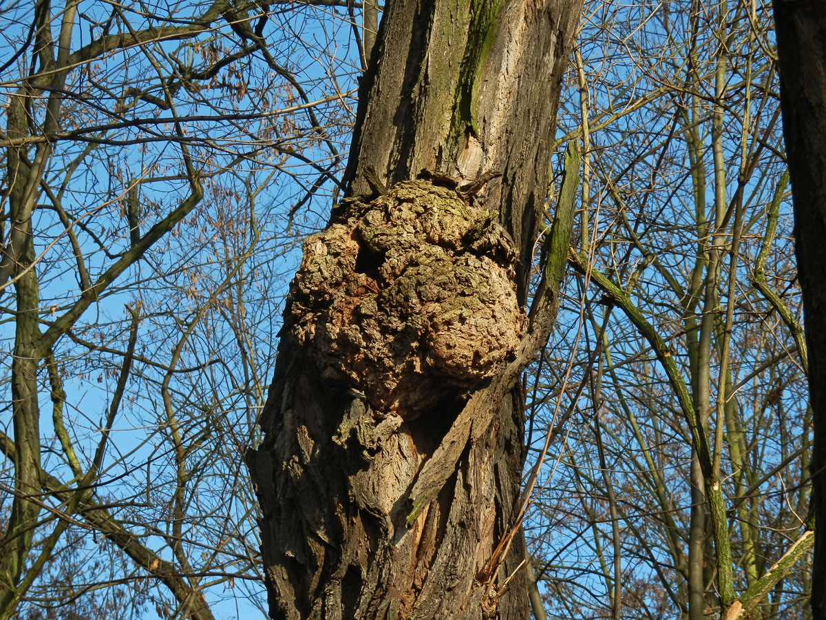 Tumor na akátu (Robinia pseudoacacia L.) (17)