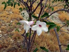 Cryptostegia madagascariensis Bojer ex Dcne.