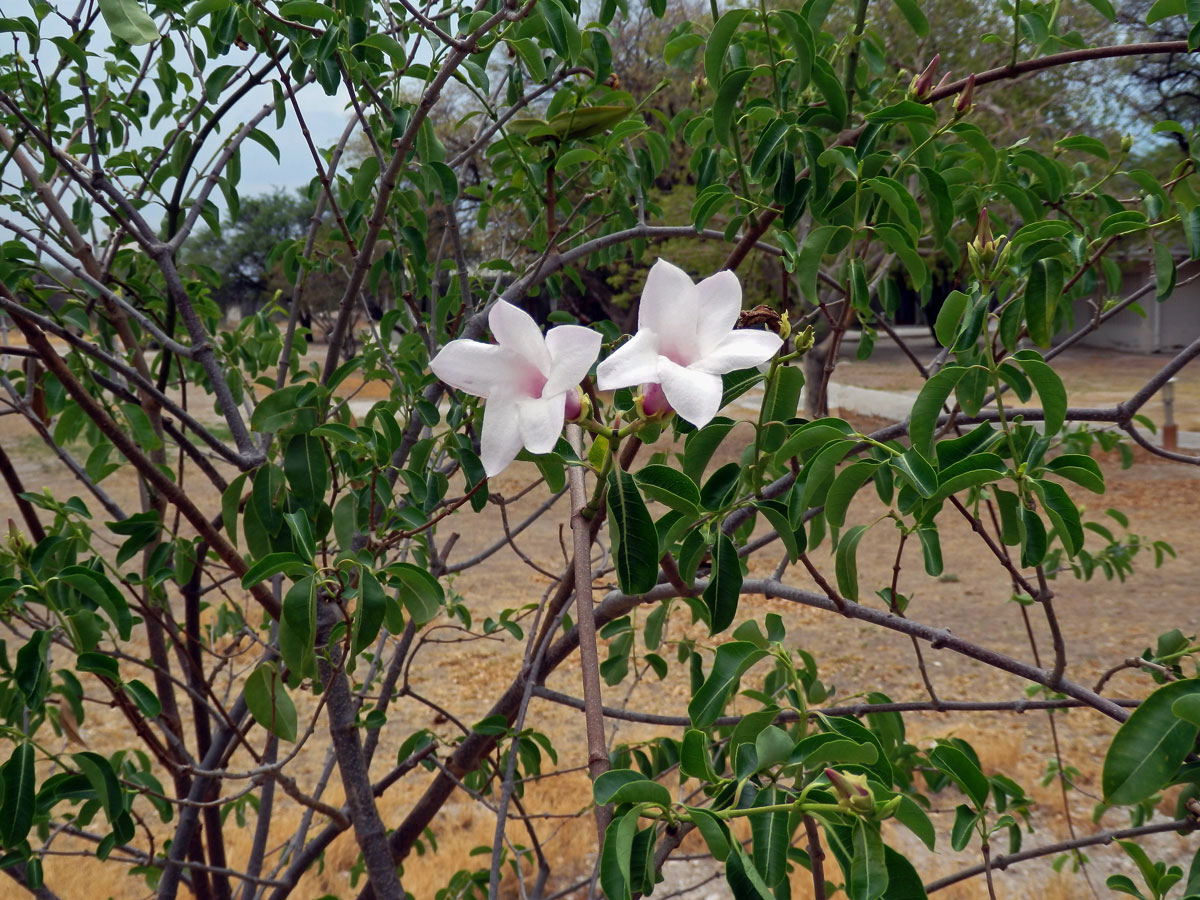 Cryptostegia madagascariensis Bojer ex Dcne.