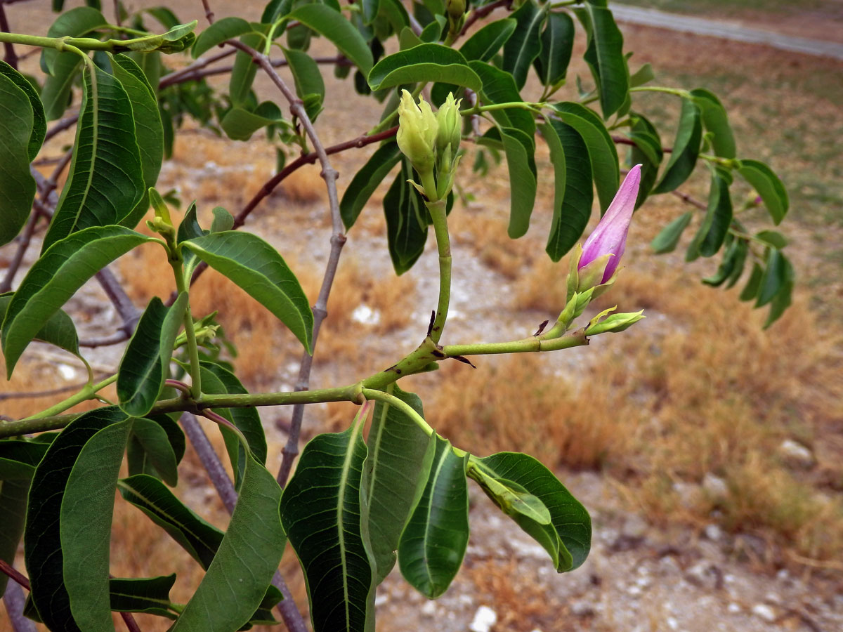 Cryptostegia madagascariensis Bojer ex Dcne.