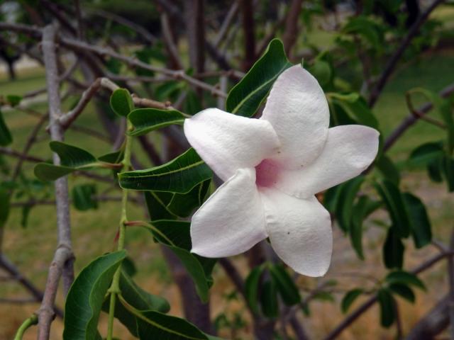 Cryptostegia madagascariensis Bojer ex Dcne.