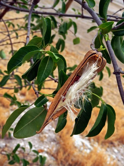 Cryptostegia madagascariensis Bojer ex Dcne.