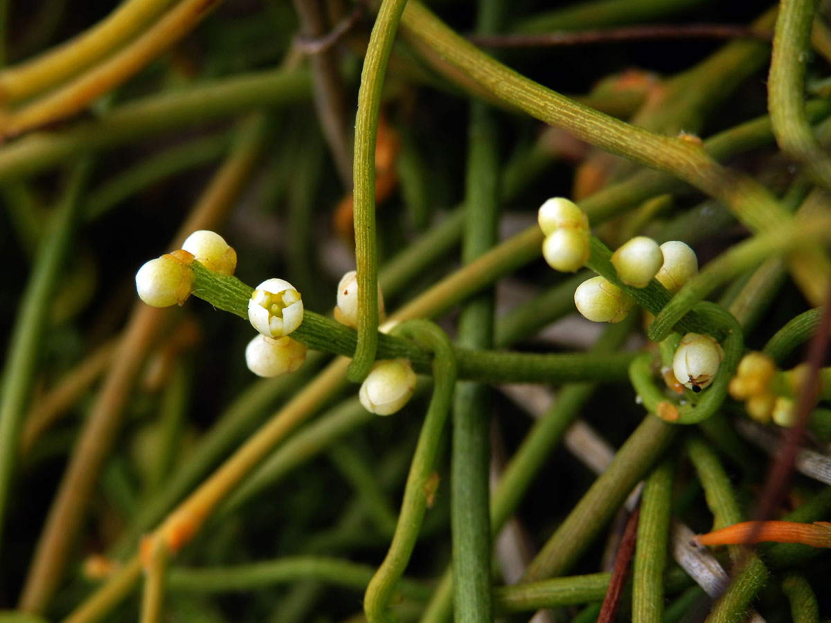 Cassytha filiformis L.