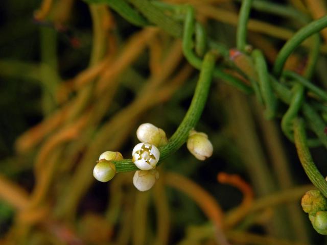 Cassytha filiformis L.