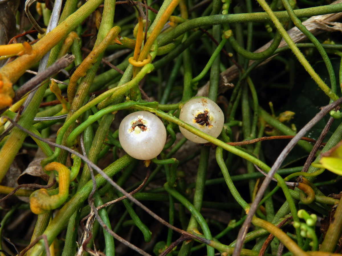 Cassytha filiformis L.