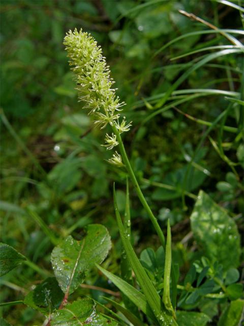 Kohátka kalšíkatá (Tofieldia calyculata (L.) Wahlenb.)