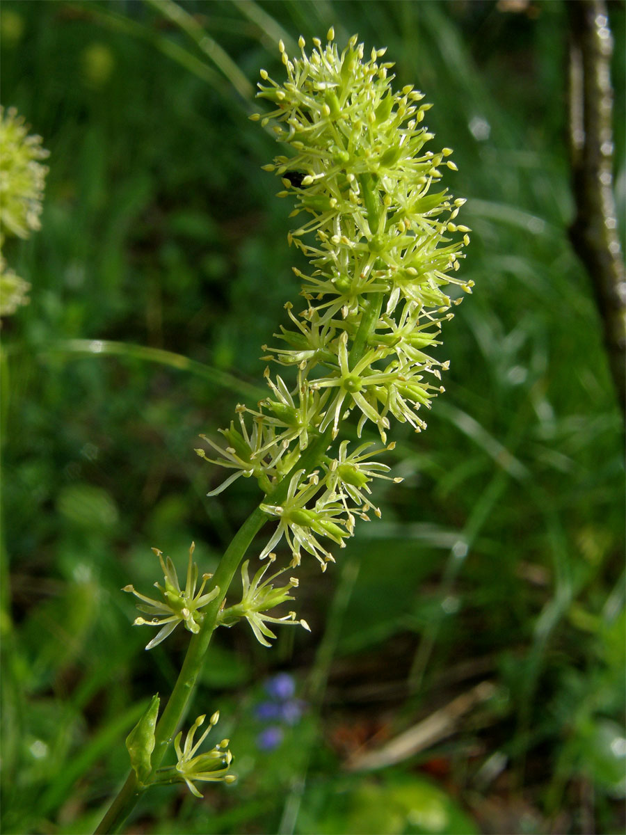 Kohátka kalšíkatá (Tofieldia calyculata (L.) Wahlenb.)