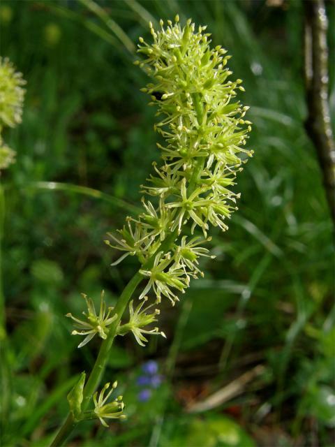 Kohátka kalšíkatá (Tofieldia calyculata (L.) Wahlenb.)