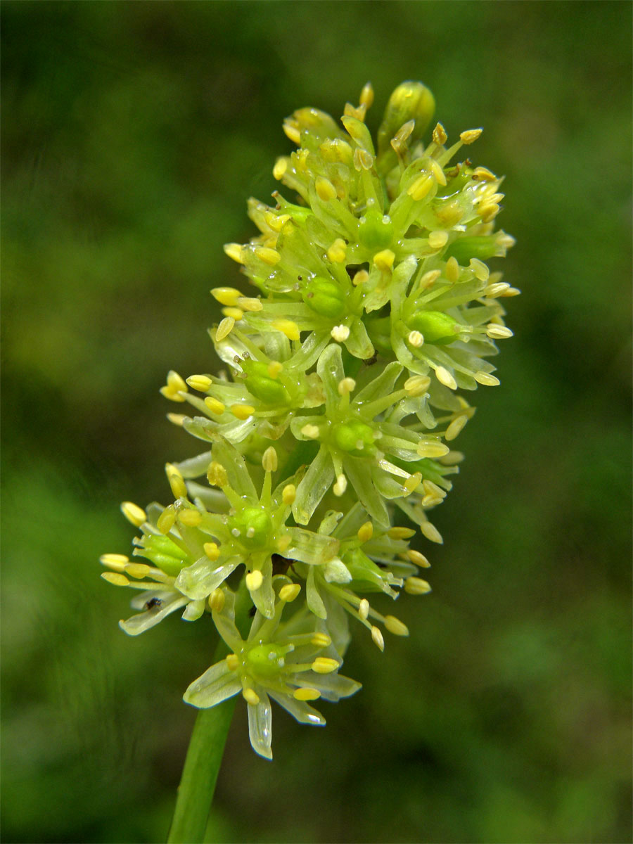 Kohátka kalšíkatá (Tofieldia calyculata (L.) Wahlenb.)