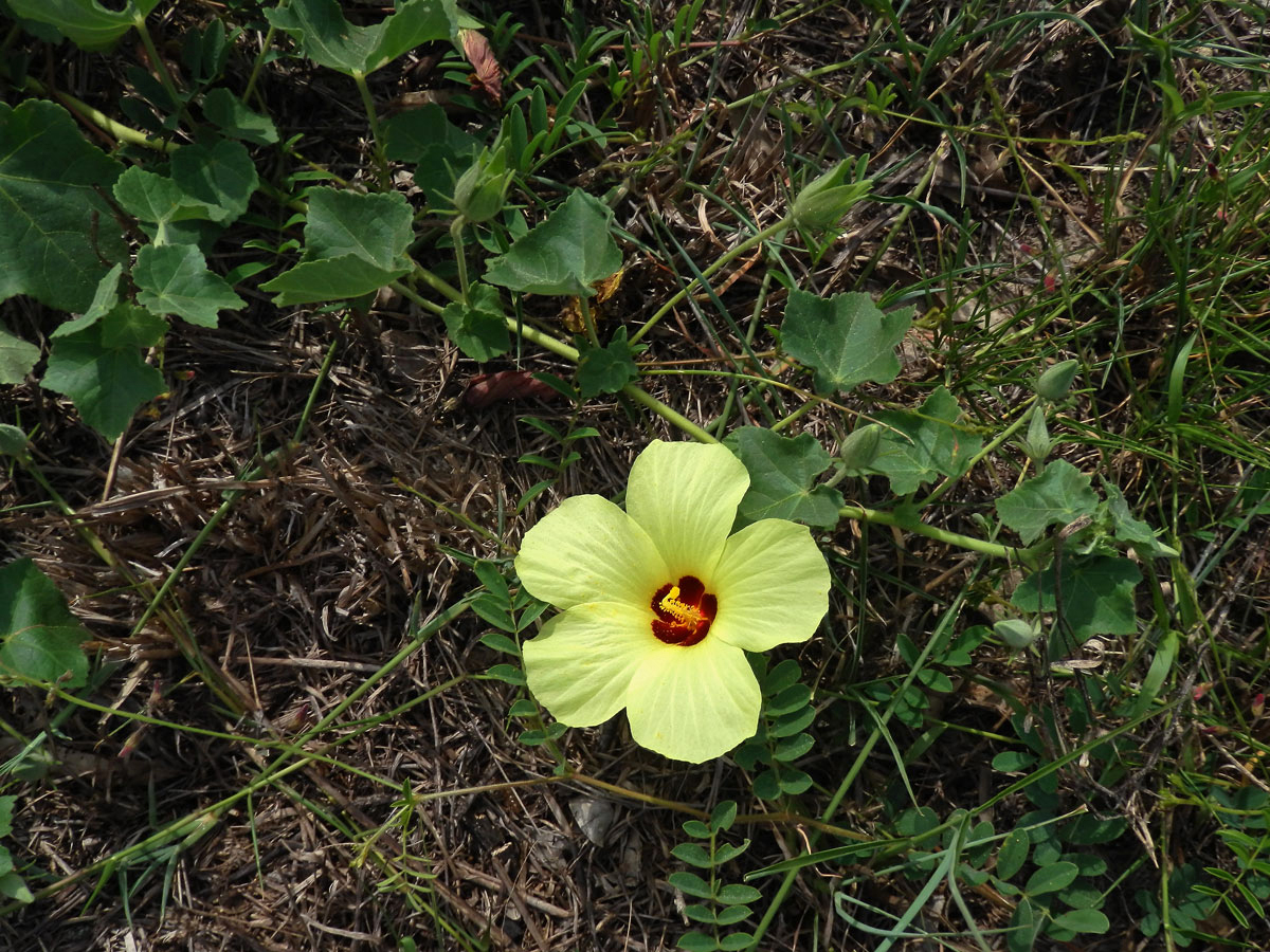 Ibišek (Hibiscus ovalifolius Vahl)