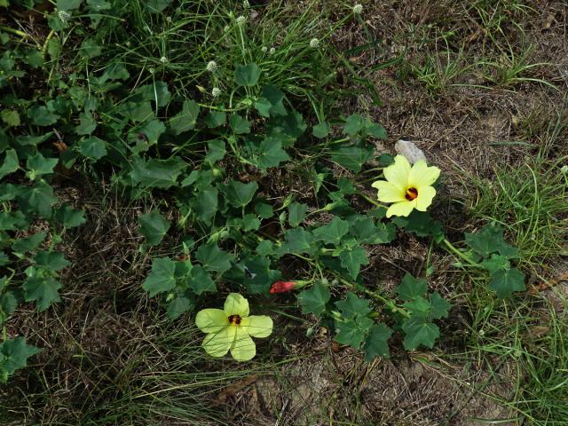 Ibišek (Hibiscus ovalifolius Vahl)