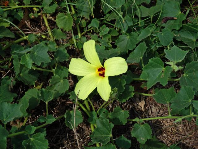 Ibišek (Hibiscus ovalifolius Vahl)