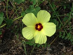 Ibišek (Hibiscus ovalifolius Vahl)