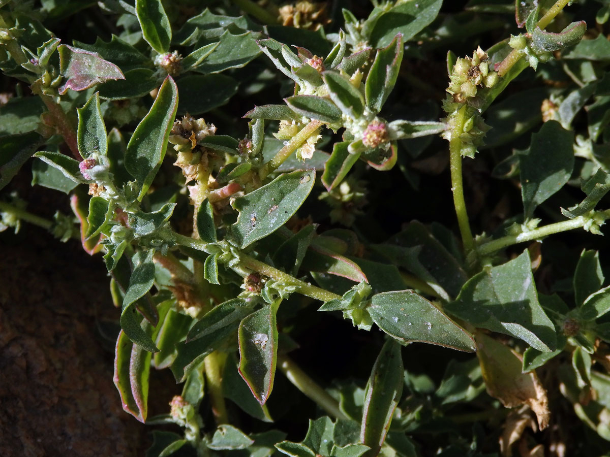 Lebeda (Atriplex suberecta I. Verd.)