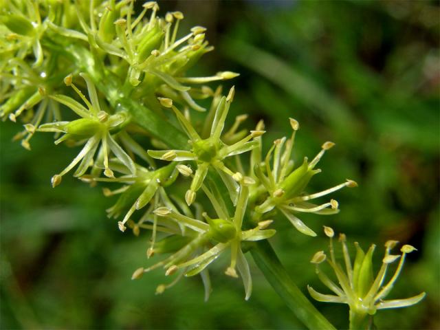 Kohátka kalšíkatá (Tofieldia calyculata (L.) Wahlenb.)