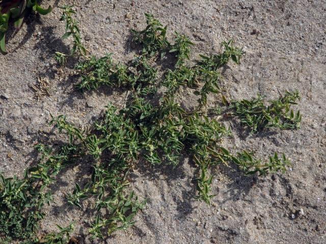 Lebeda (Atriplex suberecta I. Verd.)