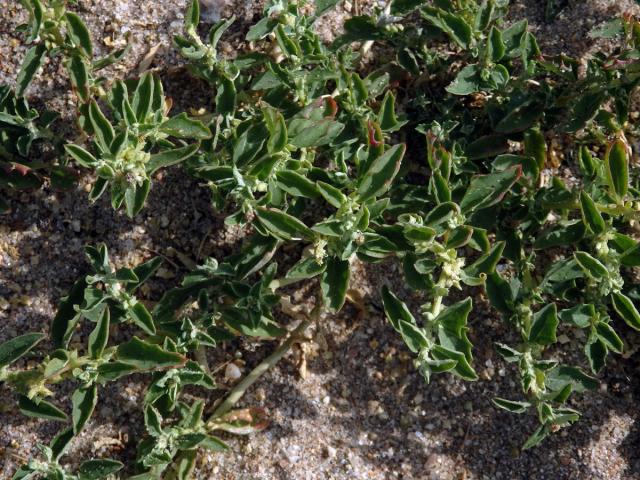 Lebeda (Atriplex suberecta I. Verd.)