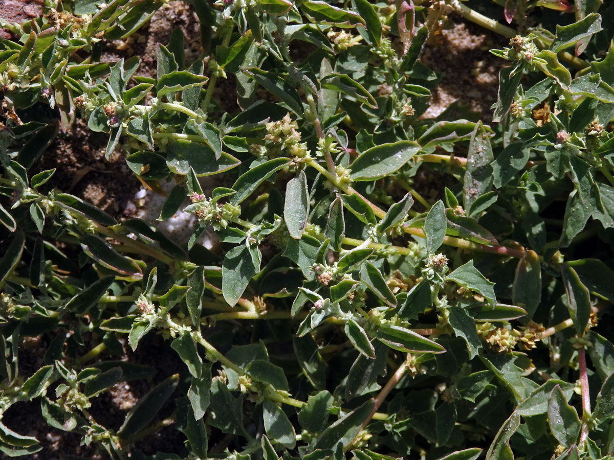 Lebeda (Atriplex suberecta I. Verd.)