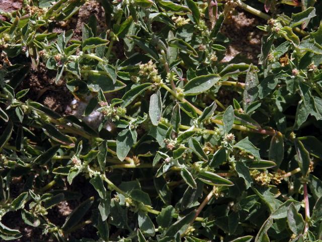 Lebeda (Atriplex suberecta I. Verd.)