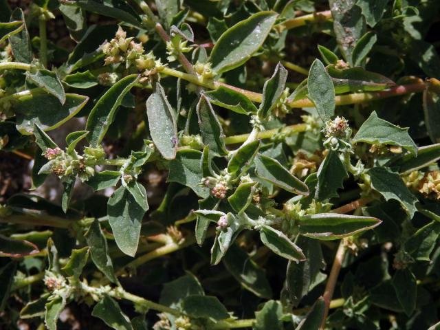 Lebeda (Atriplex suberecta I. Verd.)