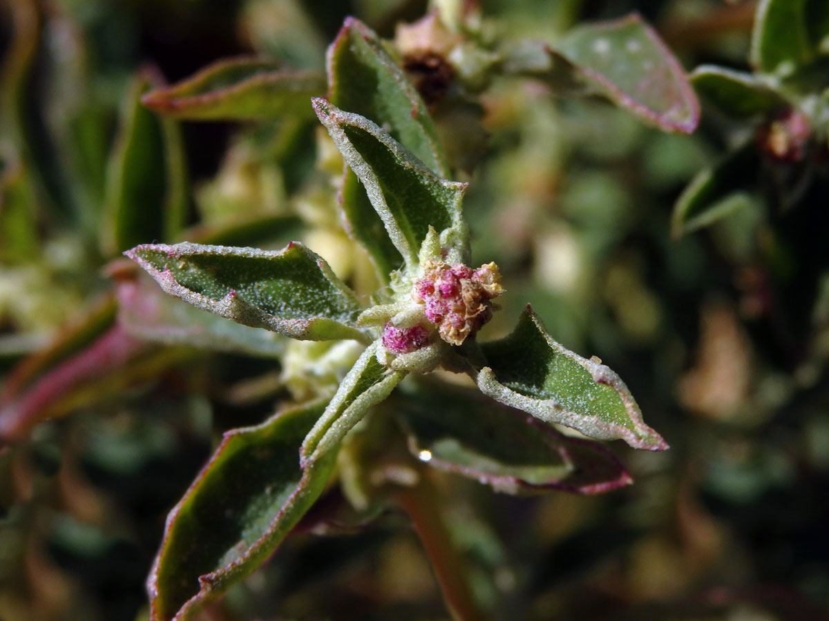 Lebeda (Atriplex suberecta I. Verd.)