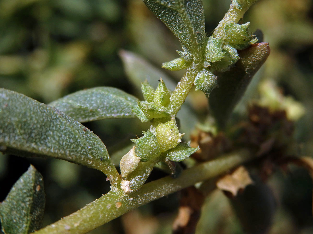 Lebeda (Atriplex suberecta I. Verd.)