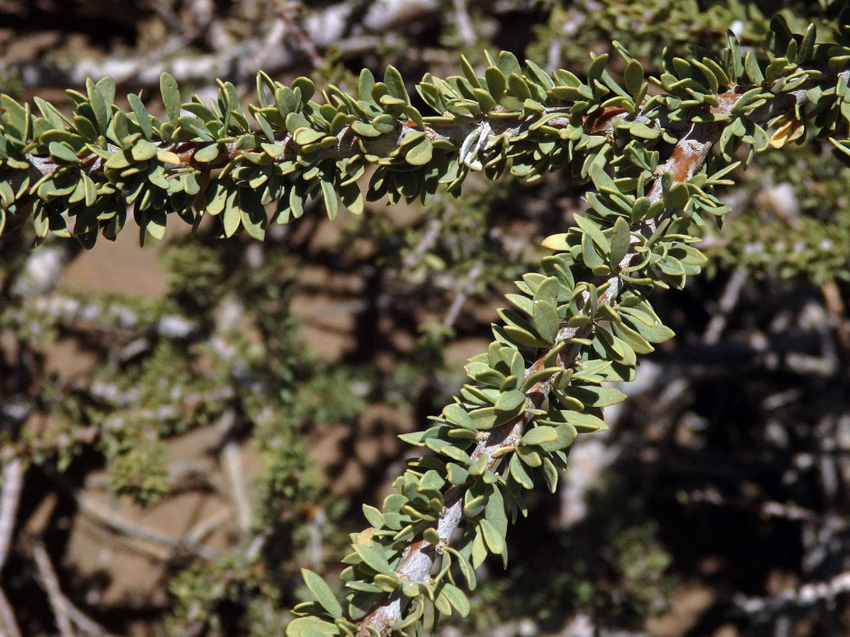 Boscia albitrunca (Burch.) Gilg & Gilg-Ben.