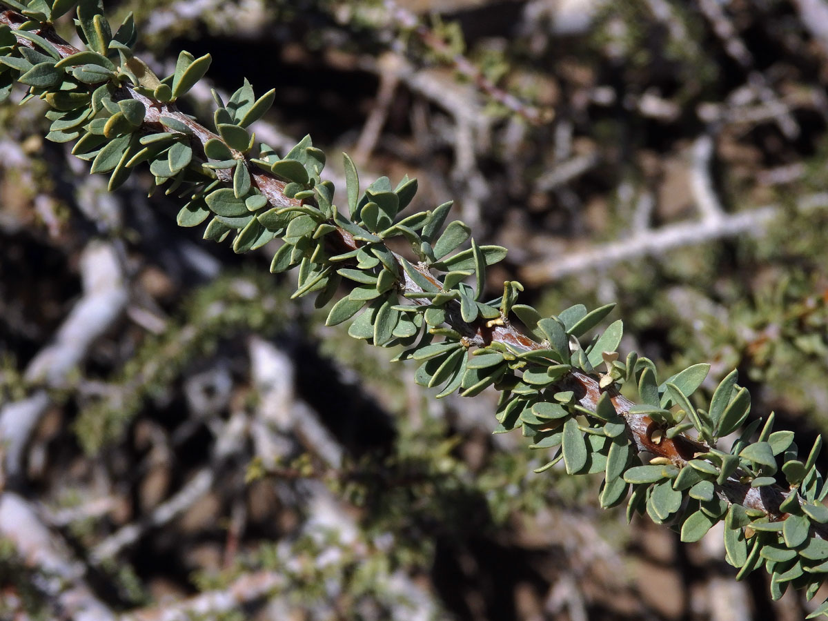 Boscia albitrunca (Burch.) Gilg & Gilg-Ben.