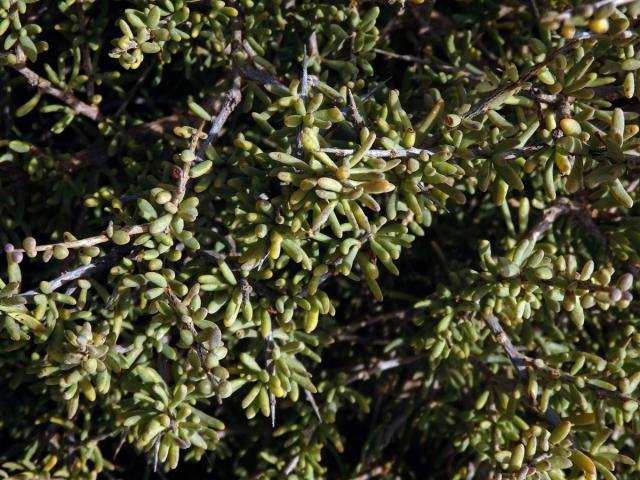 Ceraria namaquensis (Sond.) H. Pearson & Stephens