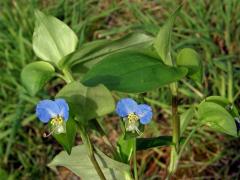 Křížatka obecná (Commelina communis L.)