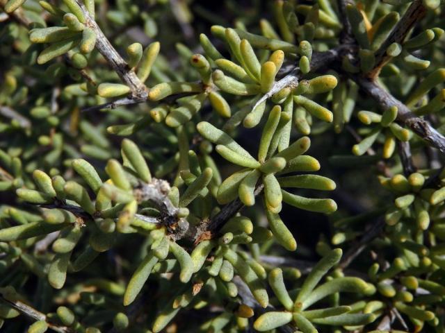 Ceraria namaquensis (Sond.) H. Pearson & Stephens