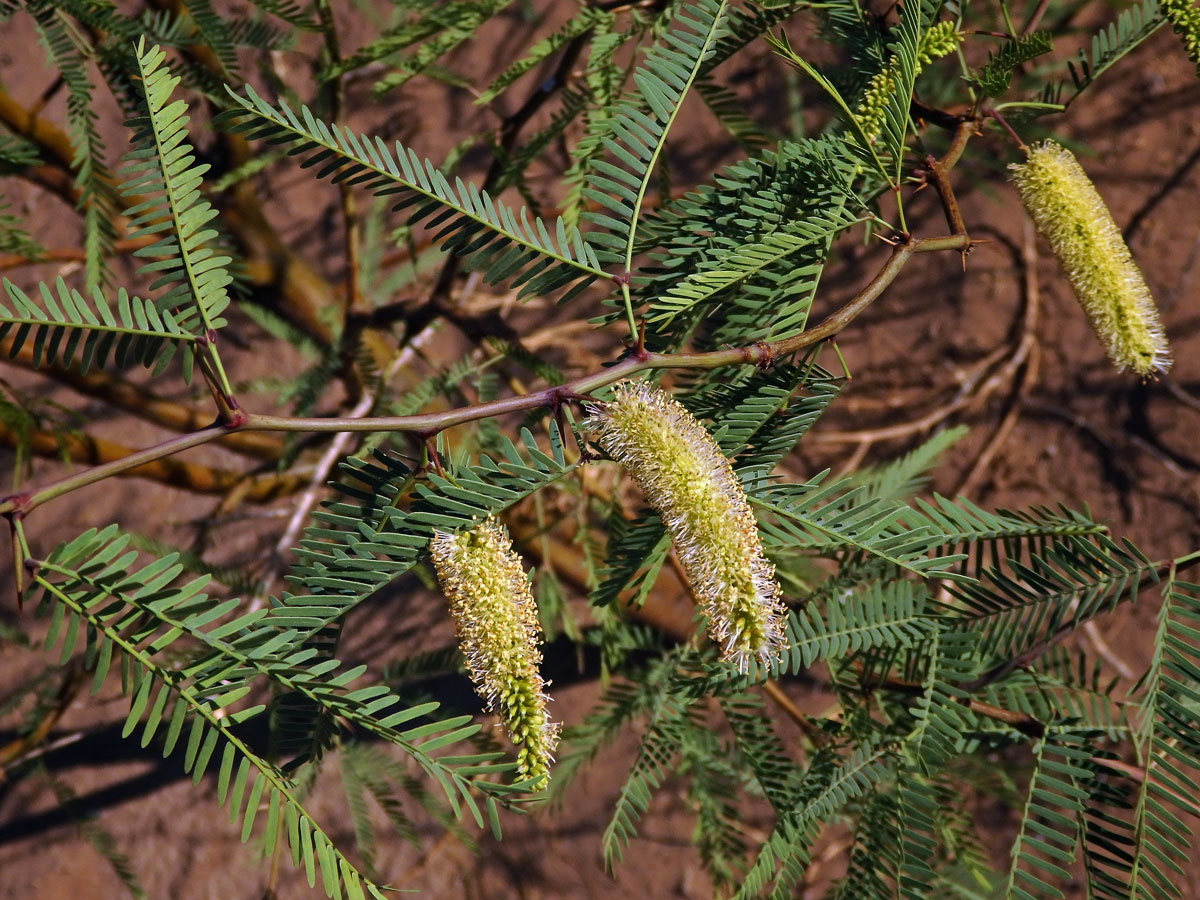 Prosopis juliflora (Sw.) DC.