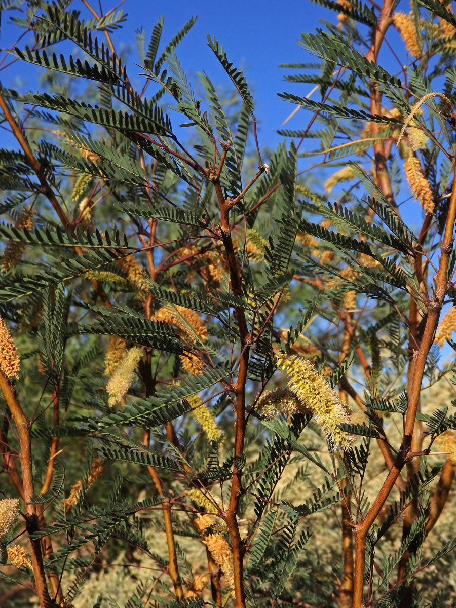 Prosopis juliflora (Sw.) DC.