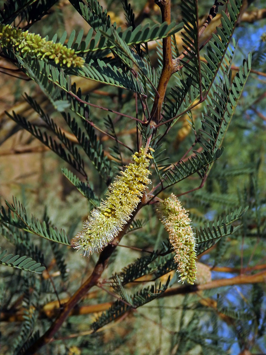 Prosopis juliflora (Sw.) DC.