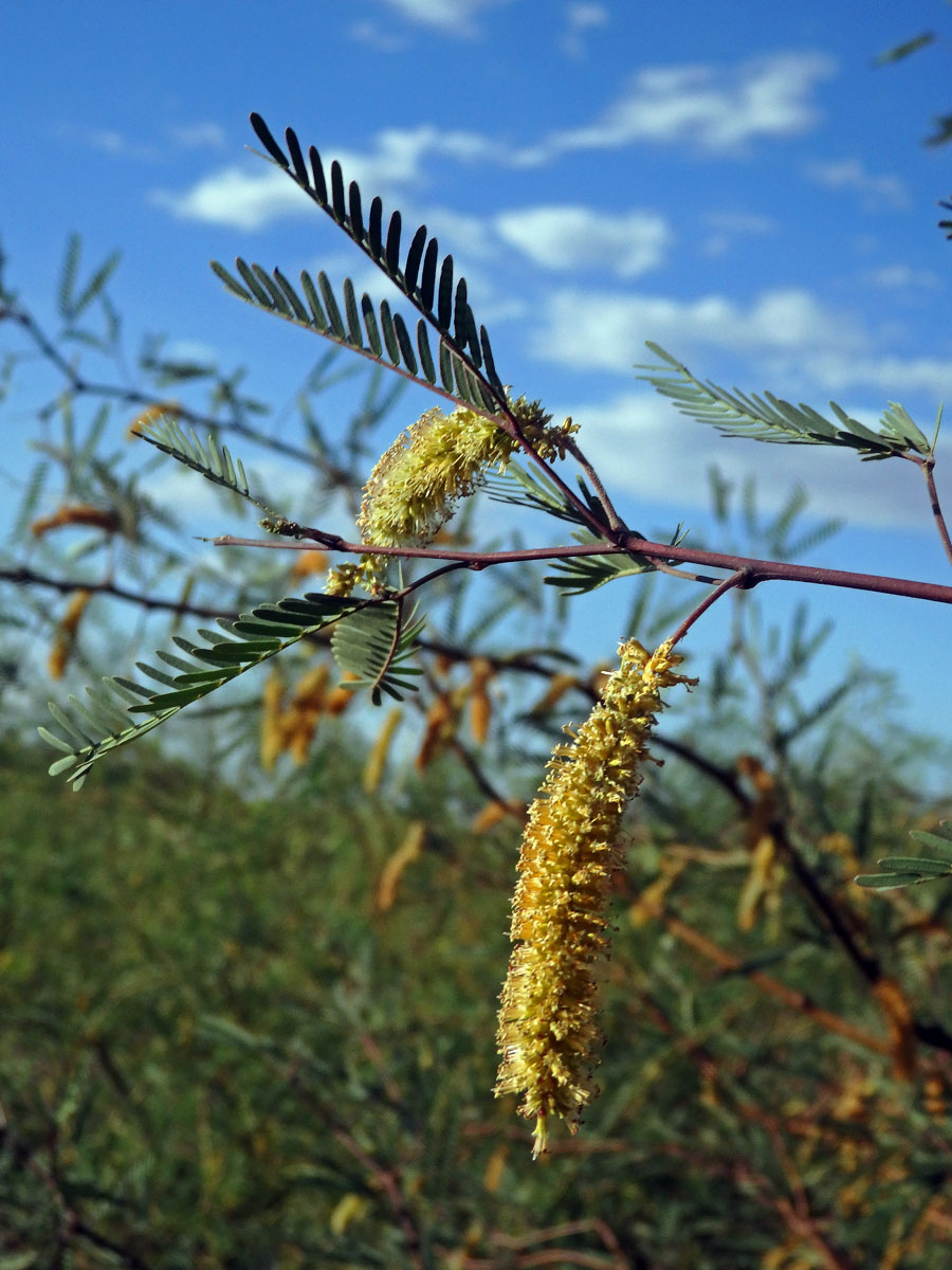 Prosopis juliflora (Sw.) DC.