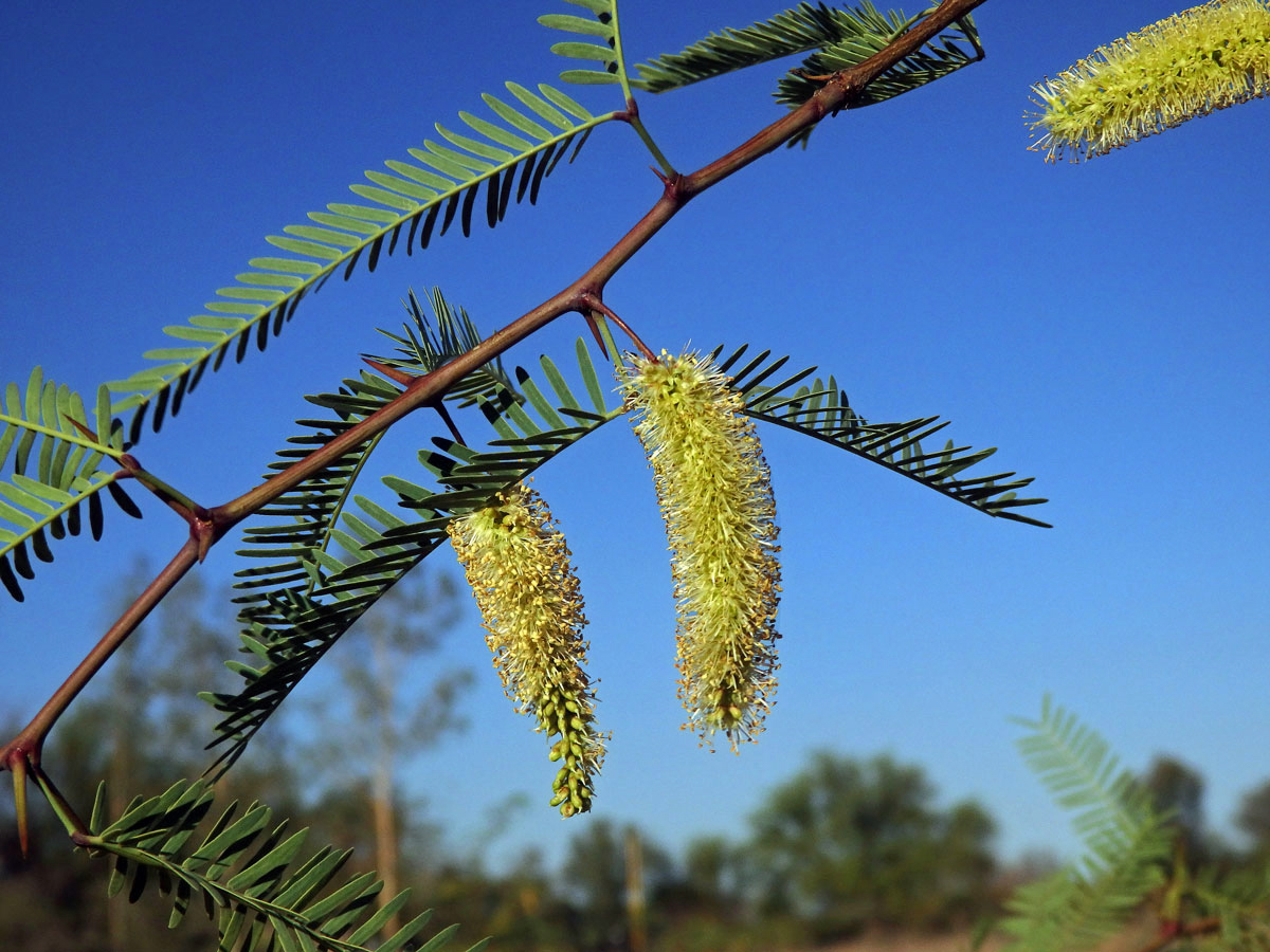 Prosopis juliflora (Sw.) DC.