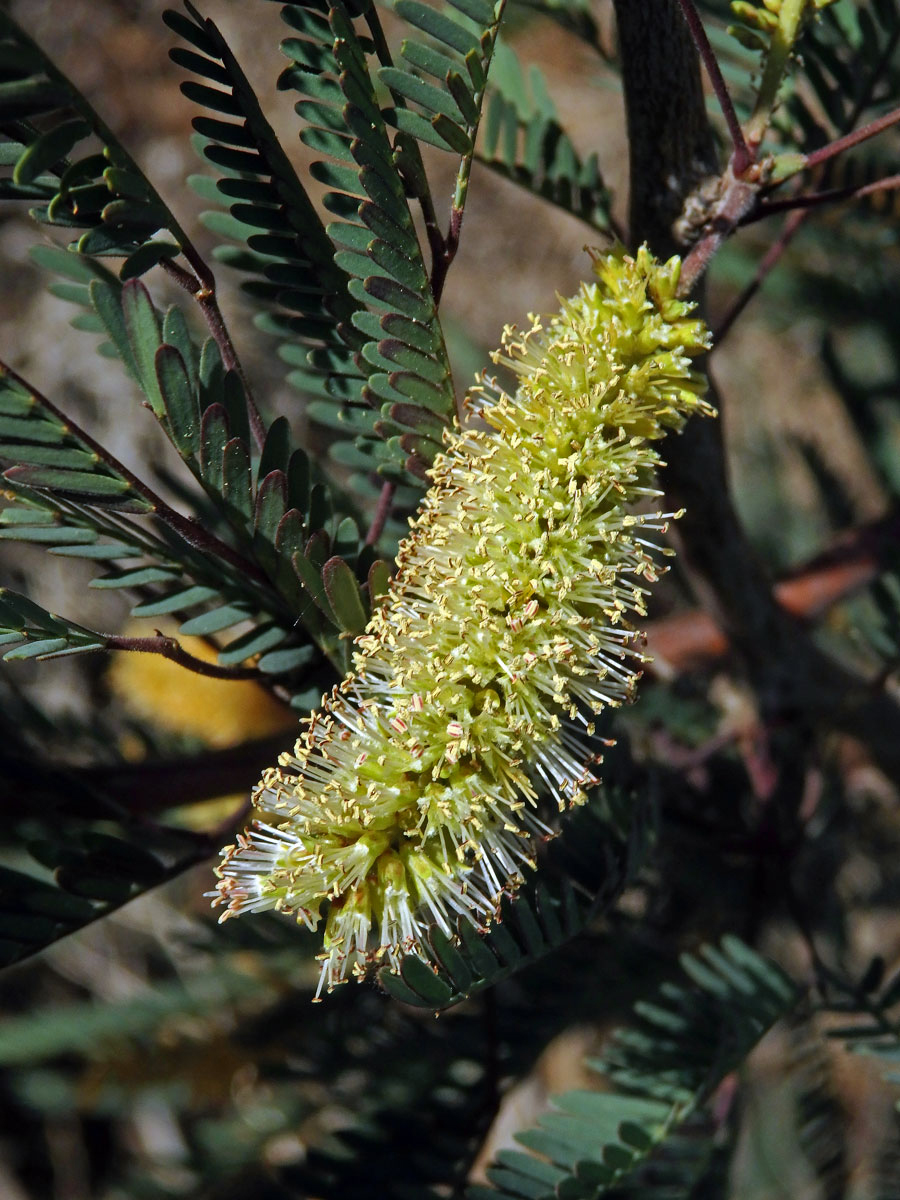 Prosopis juliflora (Sw.) DC.