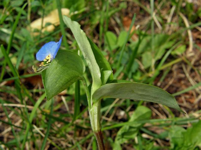 Křížatka obecná (Commelina communis L.)