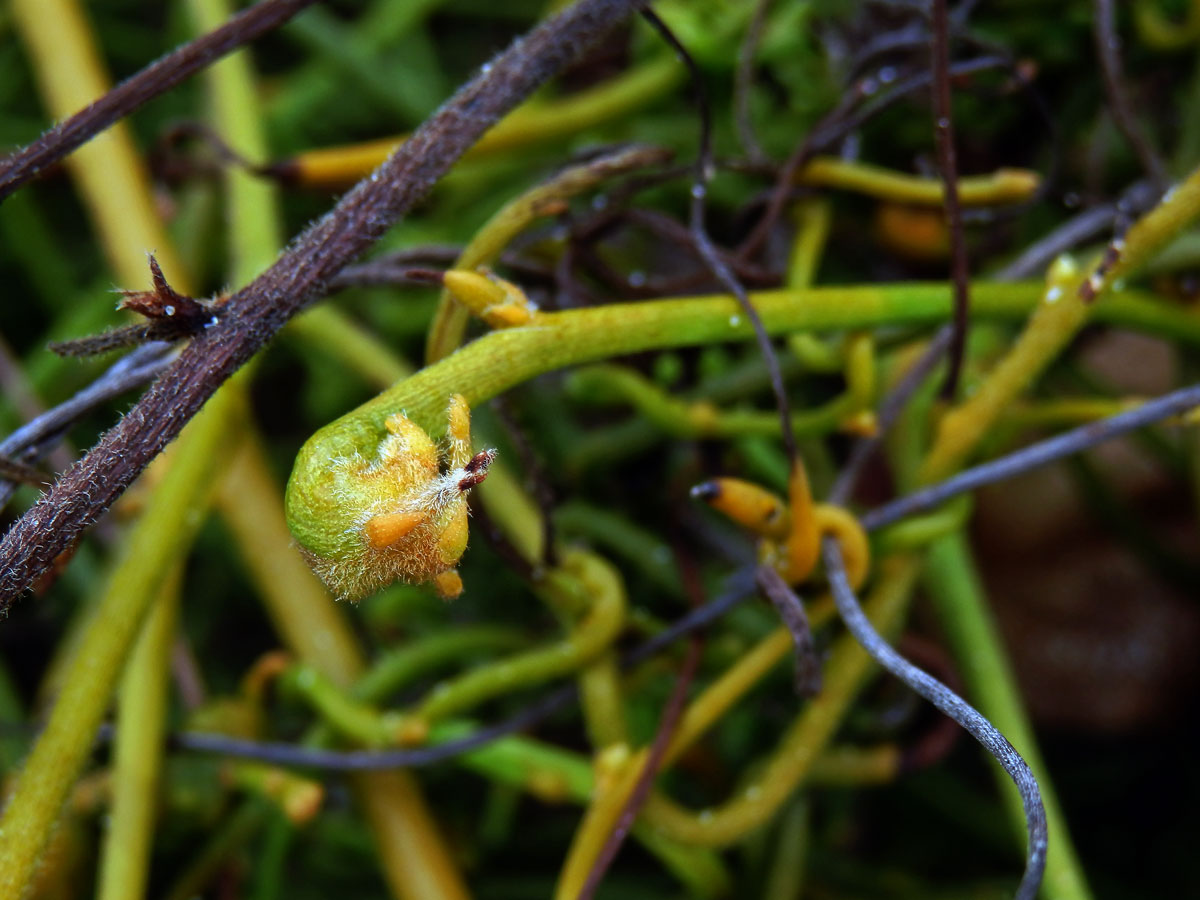 Hálky na Cassytha filiformis L.