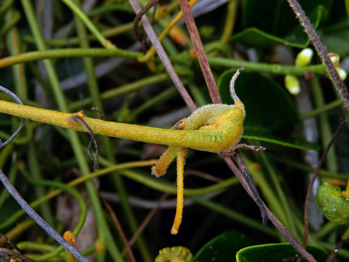 Hálky na Cassytha filiformis L.