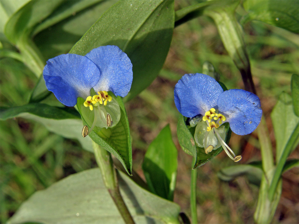 Křížatka obecná (Commelina communis L.)