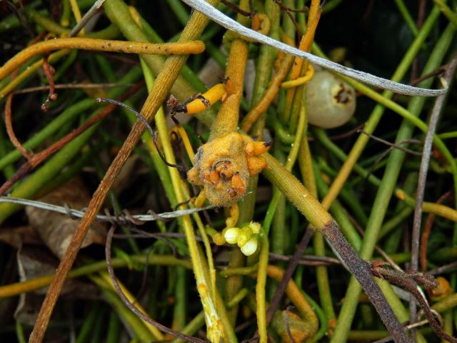 Hálky na Cassytha filiformis L.