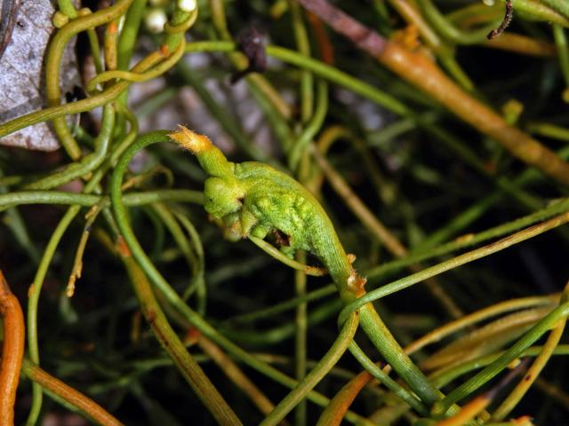 Hálky na Cassytha filiformis L.